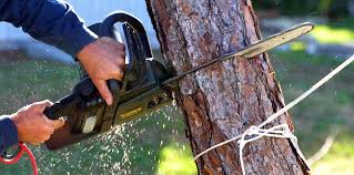 Best Fruit Tree Pruning  in Chewelah, WA